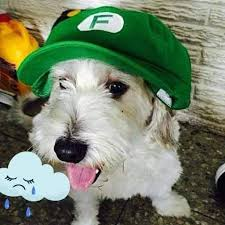 ultradze's tweet photo. Que descanse en paz la mascota que nos saco muchas sonrisas y se gano el cariño de la comunidad, así es, lastimosamente Curly, el perro de fernan falleció hace unas horas, siempre va a ser recordado con mucho cariño por estar presente en una de las etapas más bonitas de youtube. https://t.co/CZksh69QQz