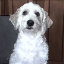 ultradze's tweet photo. Que descanse en paz la mascota que nos saco muchas sonrisas y se gano el cariño de la comunidad, así es, lastimosamente Curly, el perro de fernan falleció hace unas horas, siempre va a ser recordado con mucho cariño por estar presente en una de las etapas más bonitas de youtube. https://t.co/CZksh69QQz