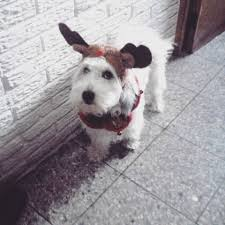ultradze's tweet photo. Que descanse en paz la mascota que nos saco muchas sonrisas y se gano el cariño de la comunidad, así es, lastimosamente Curly, el perro de fernan falleció hace unas horas, siempre va a ser recordado con mucho cariño por estar presente en una de las etapas más bonitas de youtube. https://t.co/CZksh69QQz