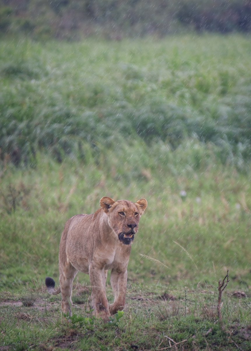 image_rw's tweet photo. From majestic lions to graceful giraffes and playful elephants, Akagera National Park is full of amazing wildlife that draws visitors from around the world. Every animal tells a story, making this park a true treasure of #Rwanda.
#ImagingRwanda #VisitRwanda

📸J. Marie Wild https://t.co/SvnONmN3eR