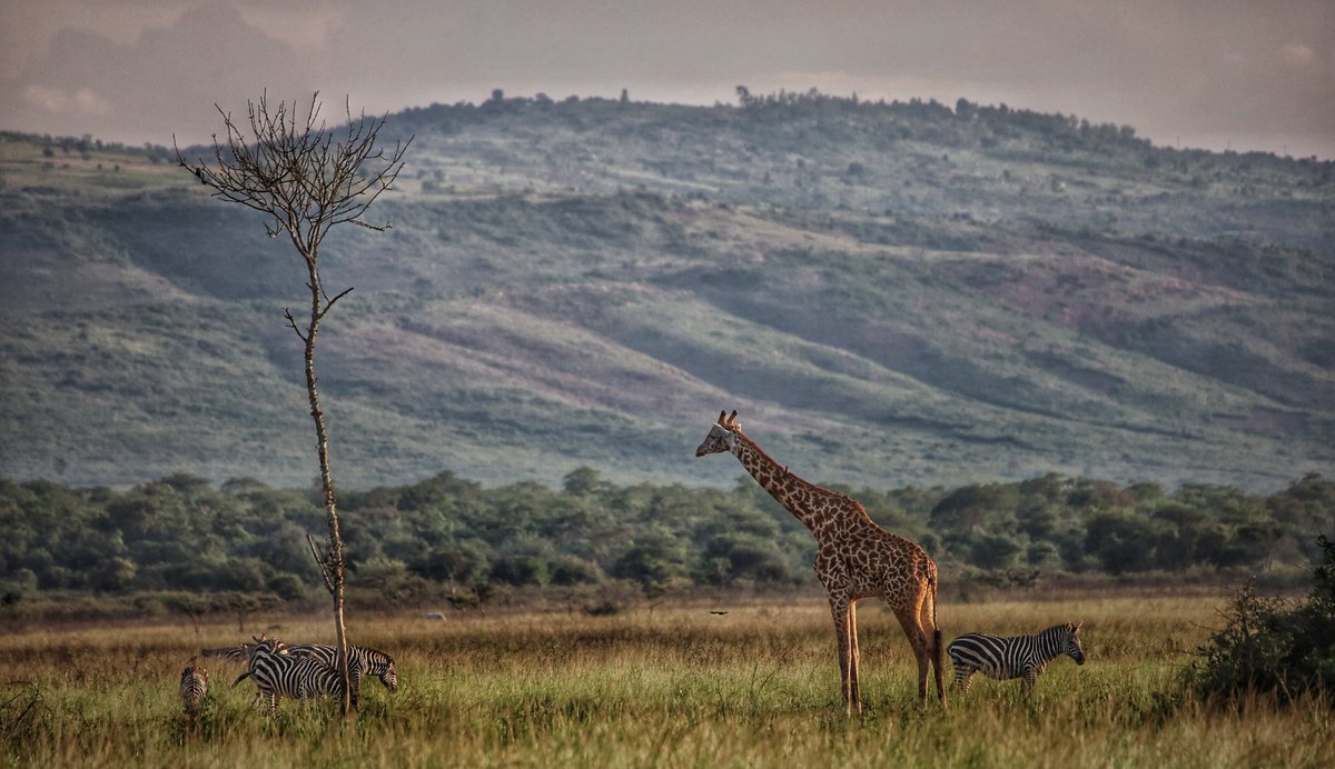 image_rw's tweet photo. From majestic lions to graceful giraffes and playful elephants, Akagera National Park is full of amazing wildlife that draws visitors from around the world. Every animal tells a story, making this park a true treasure of #Rwanda.
#ImagingRwanda #VisitRwanda

📸J. Marie Wild https://t.co/SvnONmN3eR