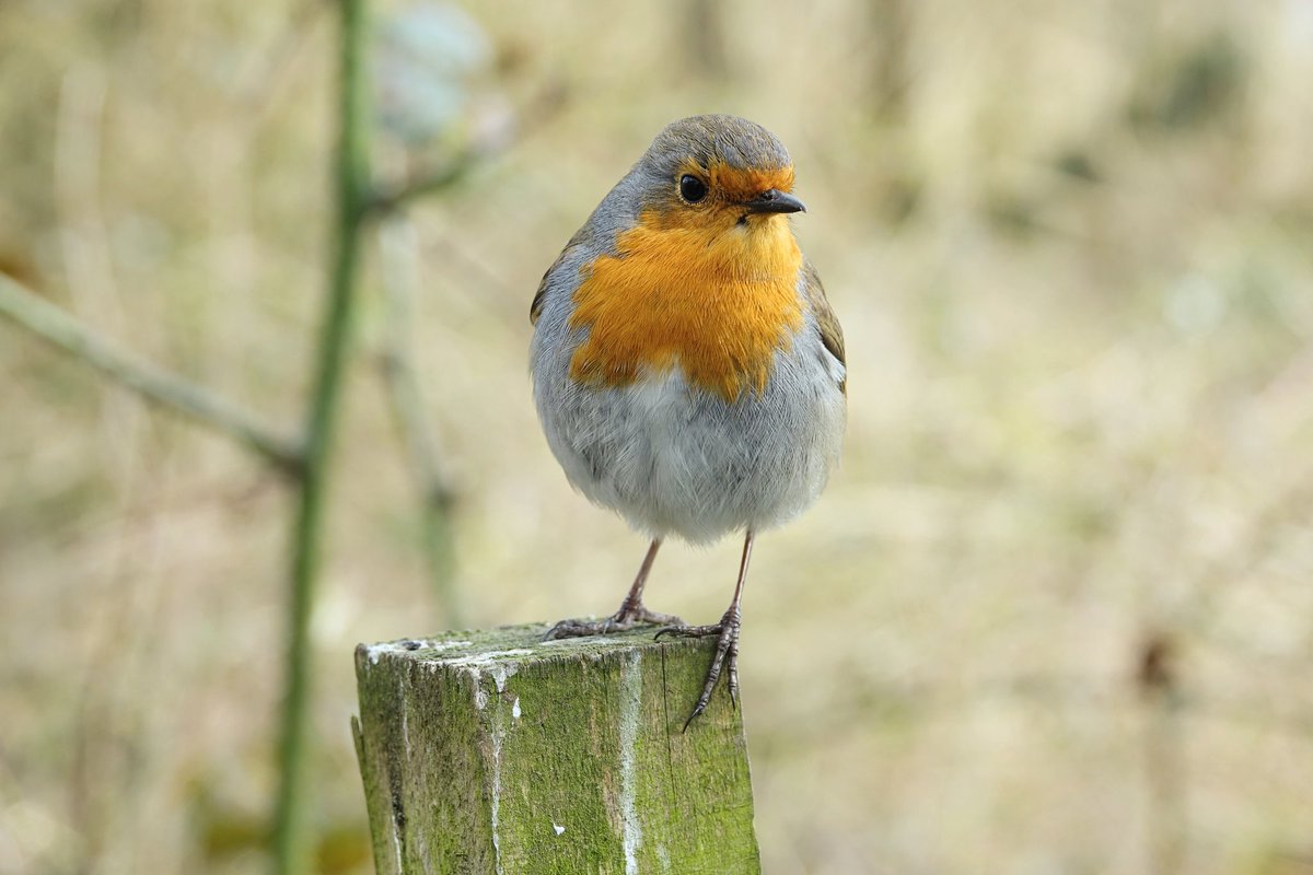 It just riles me that there is so much awful stuff already on there and yet I post pictures like this and get banned. 
It keeps telling me I'm trying to defraud people and con them out of money? How are they coming to that conclusion? 🤷🏻‍♀️