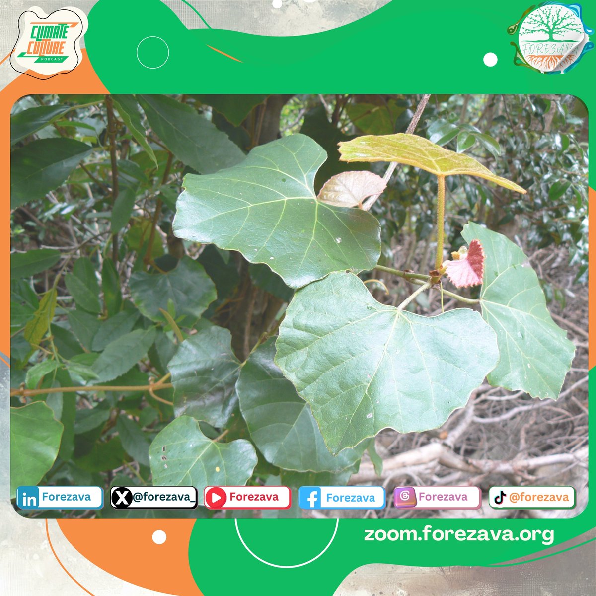 Indigenous Name?
English Name?
Scientific Name?
Traditional Purpose?

#FOREZAVA
#Seed2Tree #ClimateCulture
#Youth4Climate