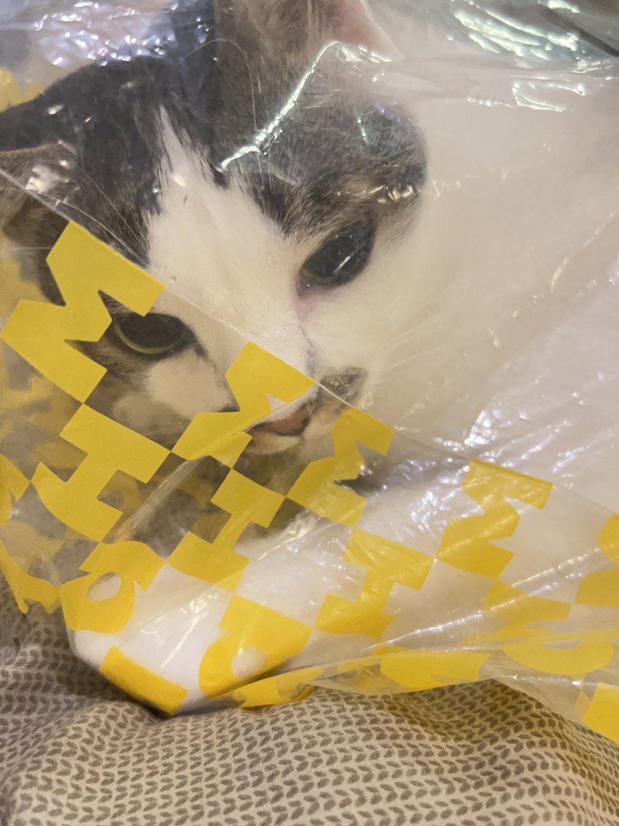 asrhmint's tweet image. ลูกแงวตลอดปัยยยยย 🐼
.
#panpanmeme
#panpanmeme2025