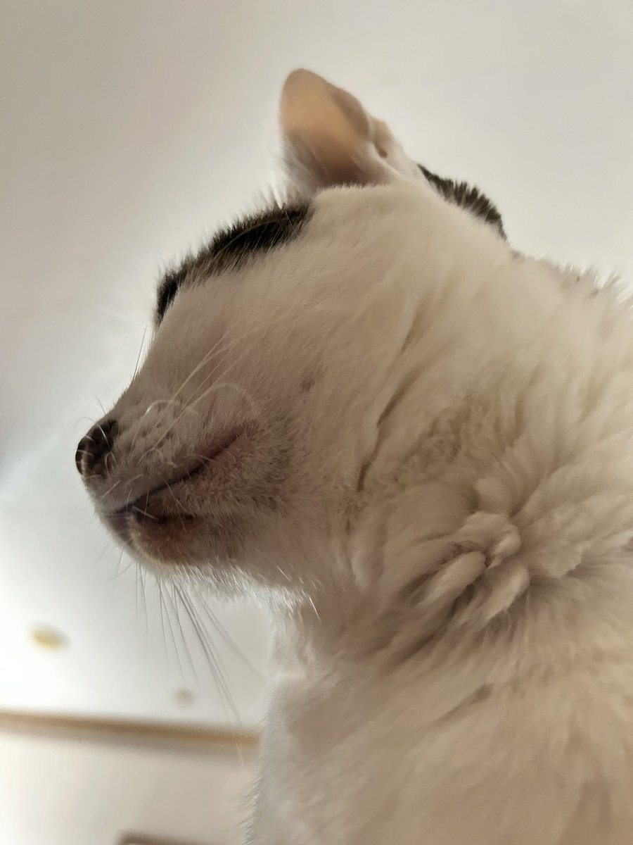 asrhmint's tweet image. ลูกแงวตลอดปัยยยยย 🐼
.
#panpanmeme
#panpanmeme2025