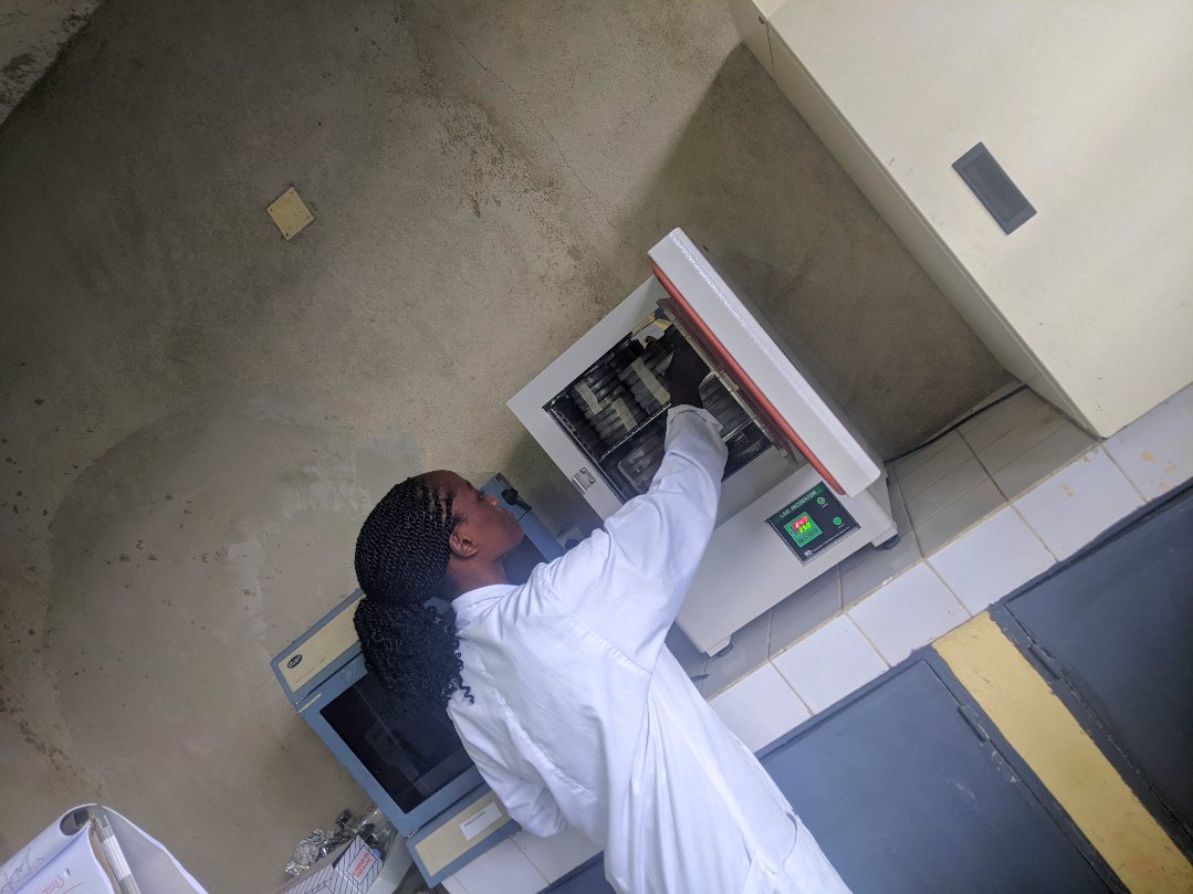 _Trichia_'s tweet image. We're culturing beneficial bacteria and fungi to enhance plant growth and improve soil health. These microbes play a vital role in nutrient cycling, disease resistance, and sustainable agriculture. Research like this paves the way for eco-friendly farming solutions #Microbiology