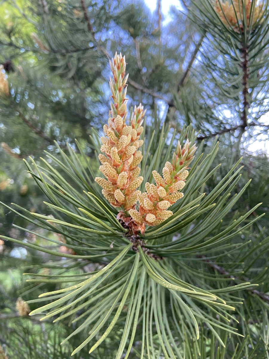 Vroeg opgestaan om - vanuit burgerzin - hier en daar water te geven in het openbaar groen (onder toeziend oog van een slechtvalk bij z’n nestkast).

Tegenover het perkje ter ere van Floris Verster (in het Energiepark): mooie stuifmeelkegels van een Pinus bungeana.

#water #bomen