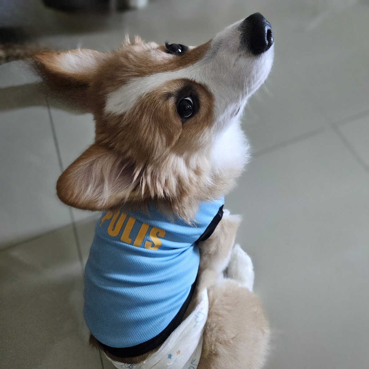 Duty kami today.👮‍♂️
#Sammy #Corgi
#Rocky #shihtzu 
#pulis