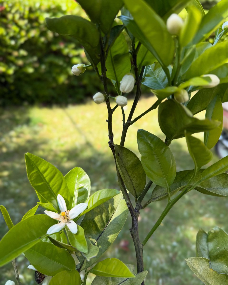 クネンボの花が咲きました！松陰先生が野山獄に投じられた際、兄や妹からの差し入れでよく召し上がっていました！このクネンボは、宗像大社さんから苗木をいただき、令和3年に松下村塾横に植えました！無事に育ち、収穫時期を迎える10月27日の例大祭にお供え出来たらなと思います！