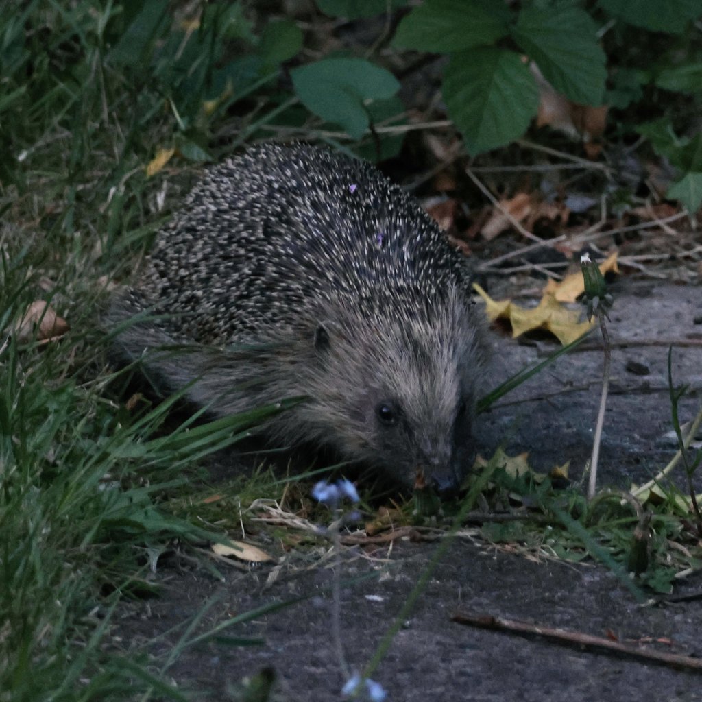 Tom McKinney (@tom_mckinney) on Twitter photo Good stuff going on under the back hedge last night! Good stuff in Breakfast <a href="/bbcradio3/">BBC Radio 3</a> this morning, perfect for hedgehogs and humans. A keyboard concerto for Bach Before 7, the brilliant Casals Quartet playing Haydn and music that Vaughan Williams wrote for Carnegie Hall ☕️ Good stuff going on under the back hedge last night! Good stuff in Breakfast <a href="/bbcradio3/">BBC Radio 3</a> this morning, perfect for hedgehogs and humans. A keyboard concerto for Bach Before 7, the brilliant Casals Quartet playing Haydn and music that Vaughan Williams wrote for Carnegie Hall ☕️