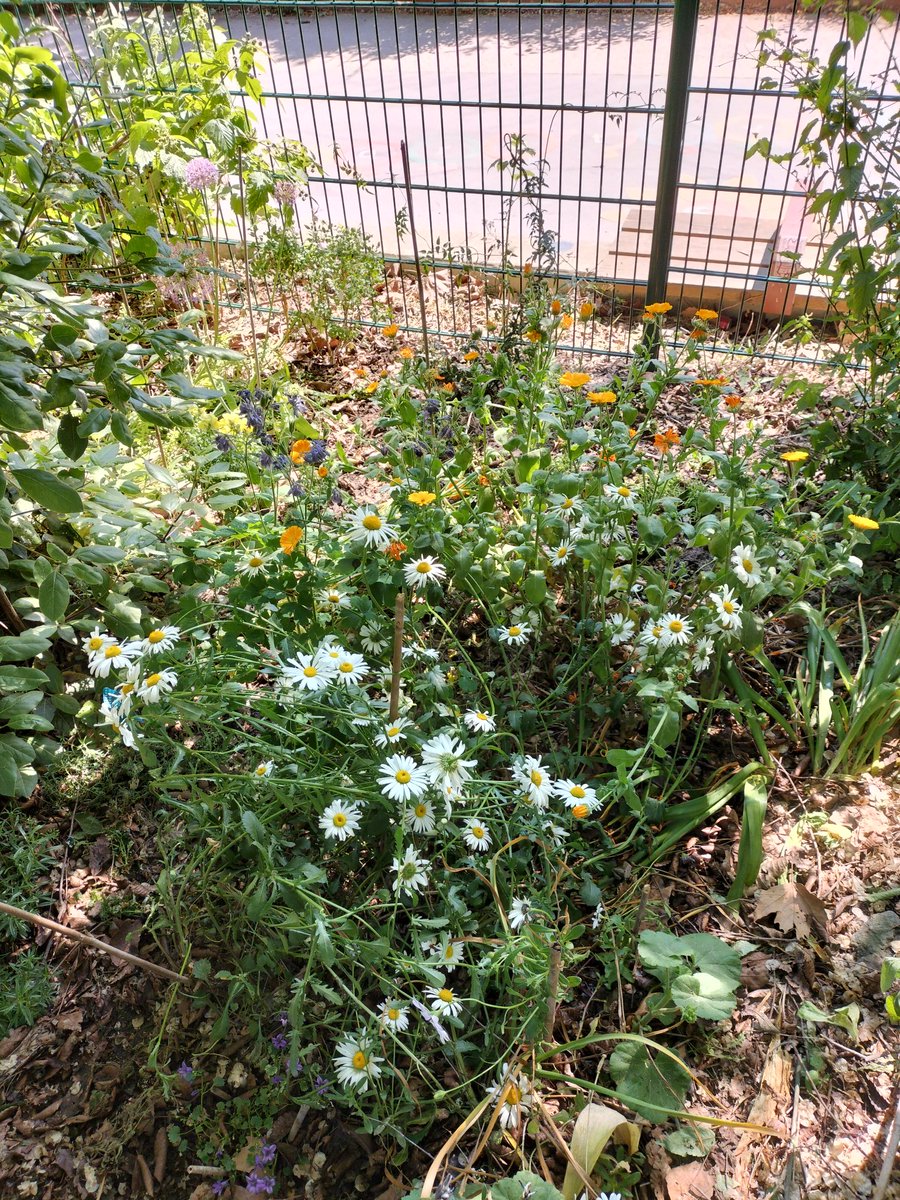 sellierna1's tweet photo. Au jardin ....

#flowers #couleurs #garden #jardin https://t.co/mhKsoaAtL1