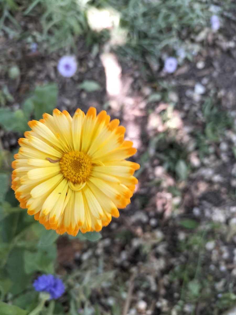 sellierna1's tweet photo. Au jardin ....

#flowers #couleurs #garden #jardin https://t.co/mhKsoaAtL1