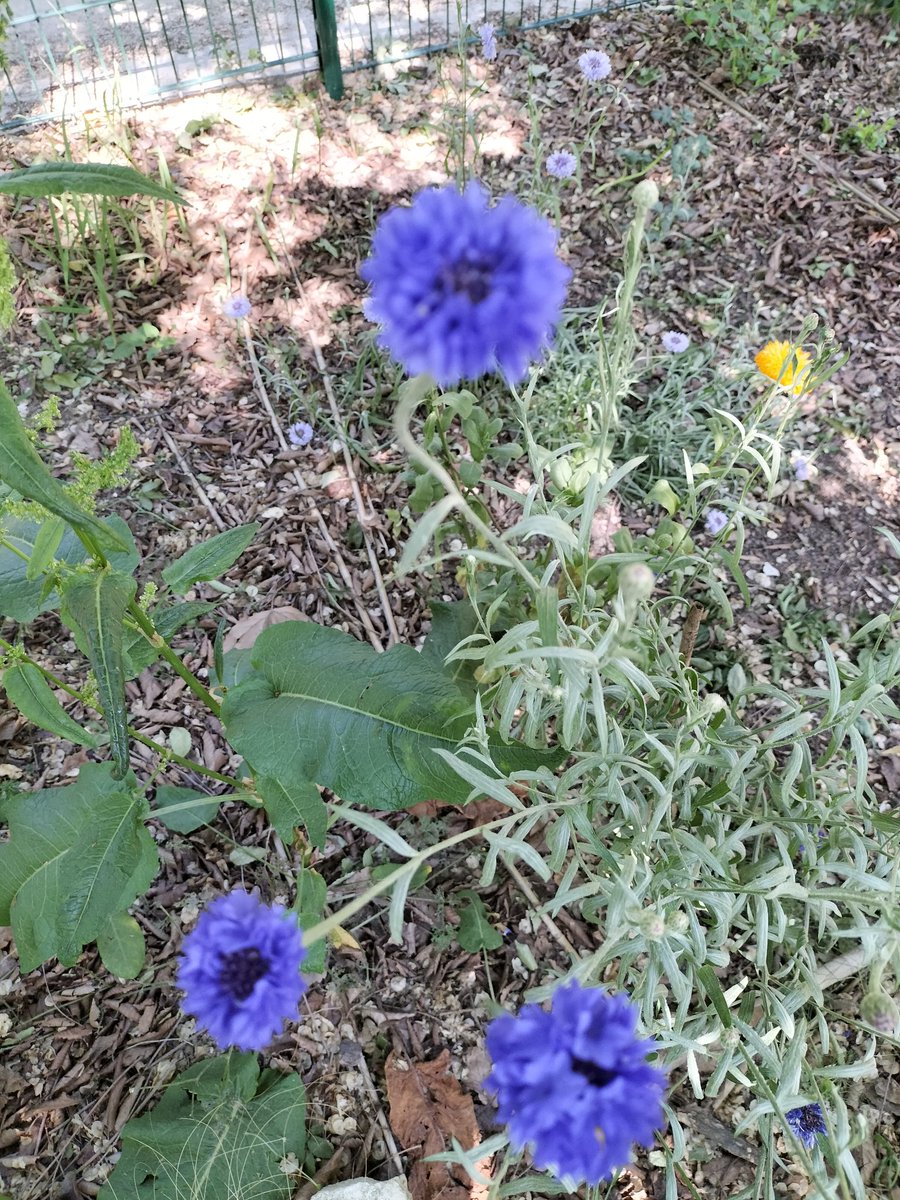sellierna1's tweet photo. Au jardin ....

#flowers #couleurs #garden #jardin https://t.co/mhKsoaAtL1
