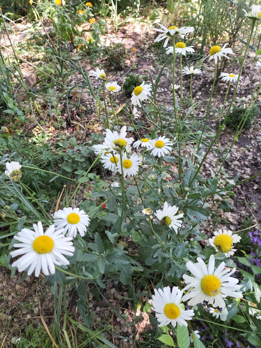 sellierna1's tweet photo. Au jardin ....

#flowers #couleurs #garden #jardin https://t.co/mhKsoaAtL1