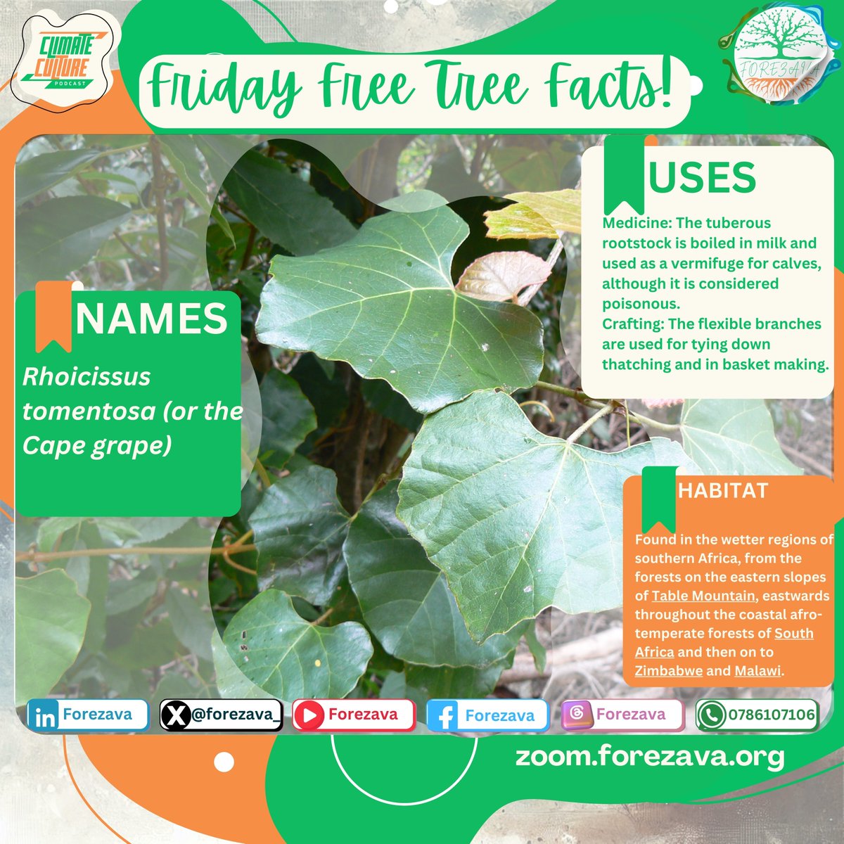 Rhoicissus tomentosa (or the Cape grape)
Uses:
Medicine, Tuberous rootstock is boiled in milk and used as Vermifuge for calves.
Crafting, the flexible branches are used for tying down thatching and in basket making.