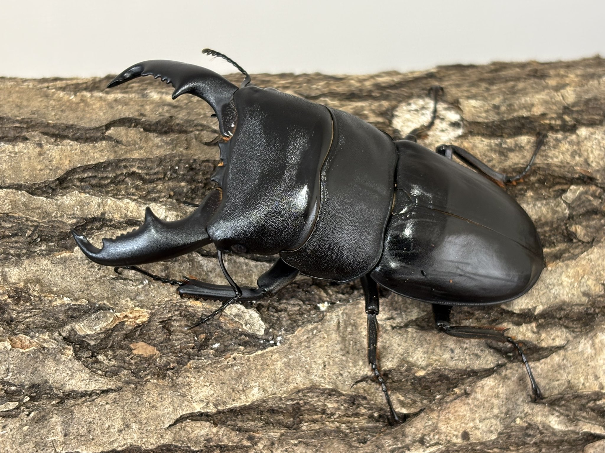 オオクワガタ 宮城県