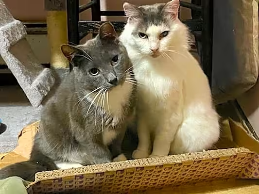 AdoptRescueCats's tweet image. Adopt PERCY in #ContraCosta, CA!!!
adoptapet.com/pet/40933783-o…
#AdoptDontShop #CatsAreFamily #Caturday