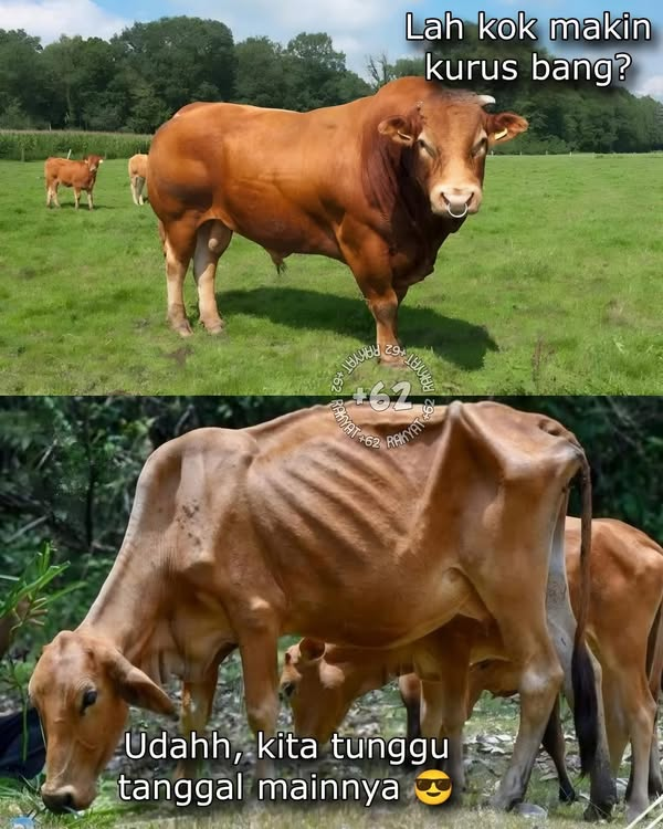 Mungkin beberapa minggu ini akan banyak sapi &amp; kambing yang pada diet. Kamu gimana guys,...ikutan diet kagak?