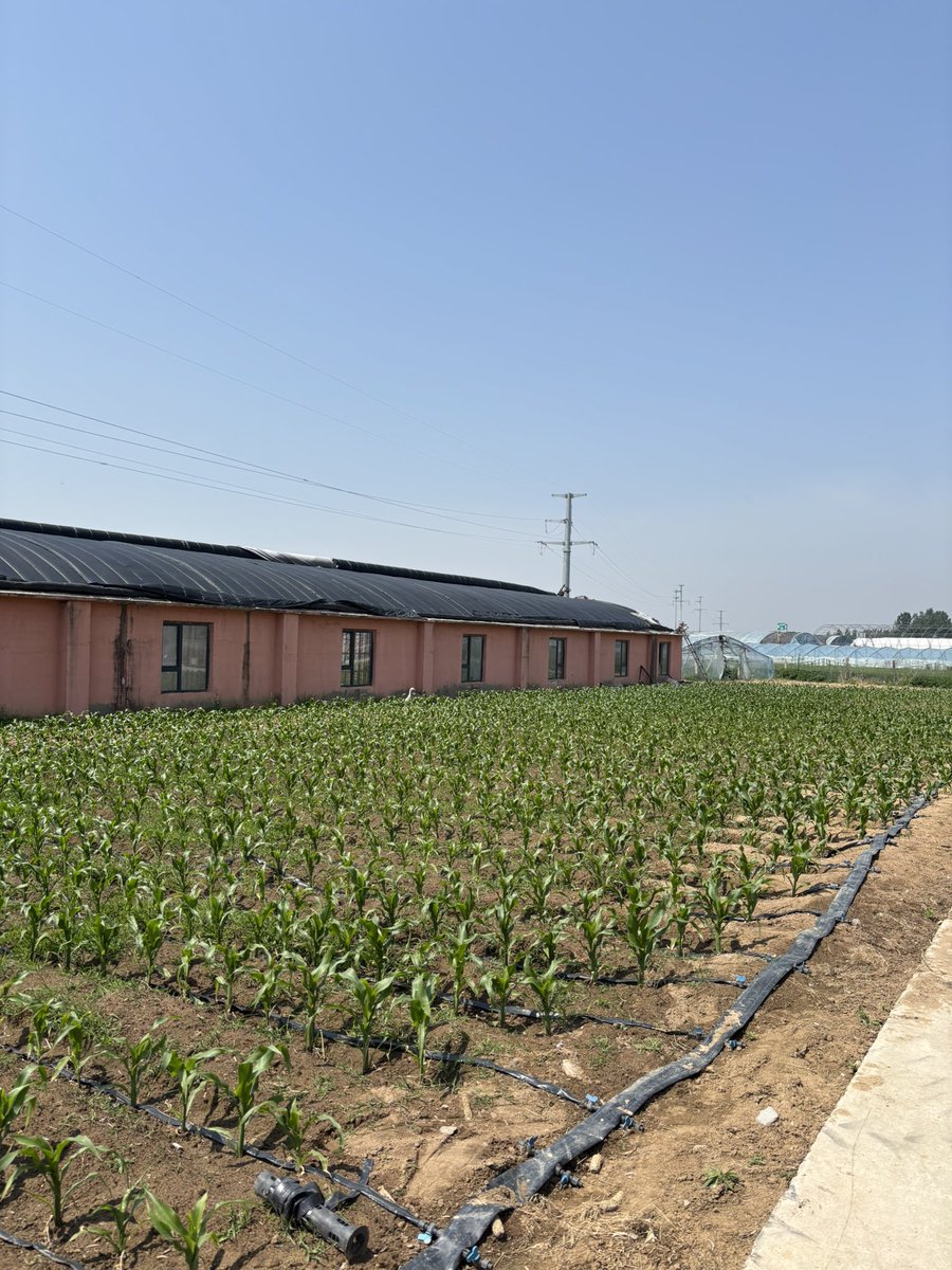 Gustavomaddonni's tweet image. Visitando una cooperativa de productores hortícolas en  Qingdao (China), acompañado por el Profesor Enying Zhang y el profesor Hughes de la dirección de relaciones internacionales del College of Agronomy Qingdao Agricultural University