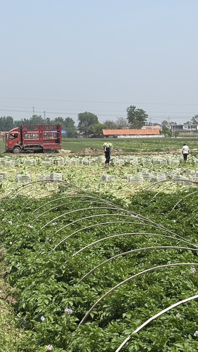 Gustavomaddonni's tweet image. Visitando una cooperativa de productores hortícolas en  Qingdao (China), acompañado por el Profesor Enying Zhang y el profesor Hughes de la dirección de relaciones internacionales del College of Agronomy Qingdao Agricultural University