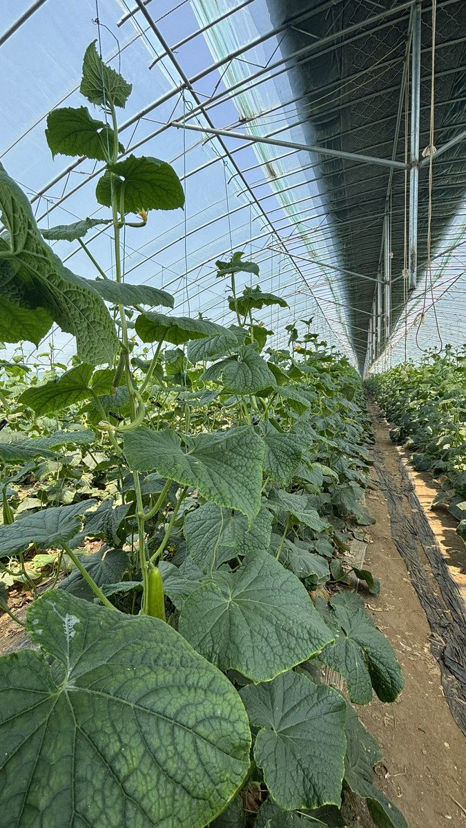 Gustavomaddonni's tweet image. Visitando una cooperativa de productores hortícolas en  Qingdao (China), acompañado por el Profesor Enying Zhang y el profesor Hughes de la dirección de relaciones internacionales del College of Agronomy Qingdao Agricultural University