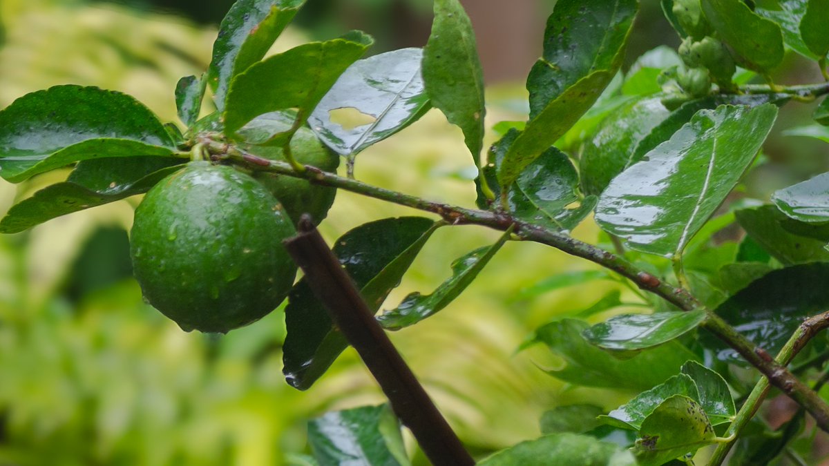 เดือน 6 แรม 1 ค่ำ เมืองกระบี่วันนี้ 1pm. ฝนตกพรำๆ ตั้งแต่เช้า  <a href="/MrVop/">ѴѺҎ</a>