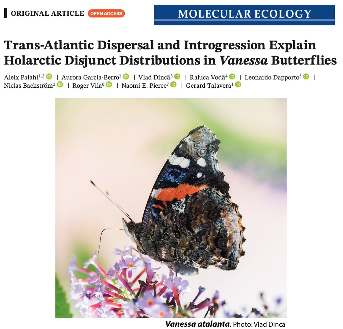 Gerard Talavera (@gerardtalavera) on Twitter photo New paper! We uncover the intriguing biogeographic history behind the Holarctic disjunct distributions in Vanessa butterflies. Led by <a href="/AleixPalahi/">Aleix Palahí i Torres (he/they)</a>
#butterflymigration #insectmigration #biogeography #evolution #PhyloMigrationLab <a href="/IBB_botanic/">Institut Botànic de Barcelona</a> <a href="/CSIC/">CSIC</a>
Link: onlinelibrary.wiley.com/doi/full/10.11… New paper! We uncover the intriguing biogeographic history behind the Holarctic disjunct distributions in Vanessa butterflies. Led by <a href="/AleixPalahi/">Aleix Palahí i Torres (he/they)</a>
#butterflymigration #insectmigration #biogeography #evolution #PhyloMigrationLab <a href="/IBB_botanic/">Institut Botànic de Barcelona</a> <a href="/CSIC/">CSIC</a>
Link: onlinelibrary.wiley.com/doi/full/10.11…