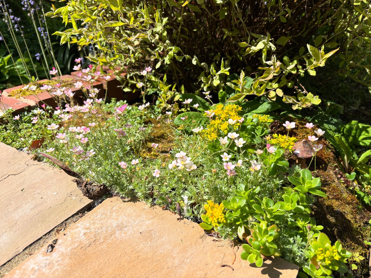 LisaPerfidious's tweet photo. I built a little rock garden type thing last year, just a couple of large stones, with a new plant bedded in and cuttings from some existing plants, plus some moss. They have taken really well, spreading and flowing like mad this year.
Very satisfying.
#NatureWalkToTheBus https://t.co/fRy2R8KjnH