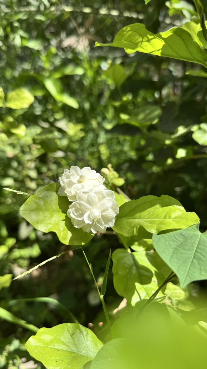 "وتبسمي للشمس ألف طريقة 
لتزورنا منها .. تبسمكِ النقي 
مُري على الشعراء معنى هاربًا 
كي يدركوكِ قصيدة مما بقي "🌿✨