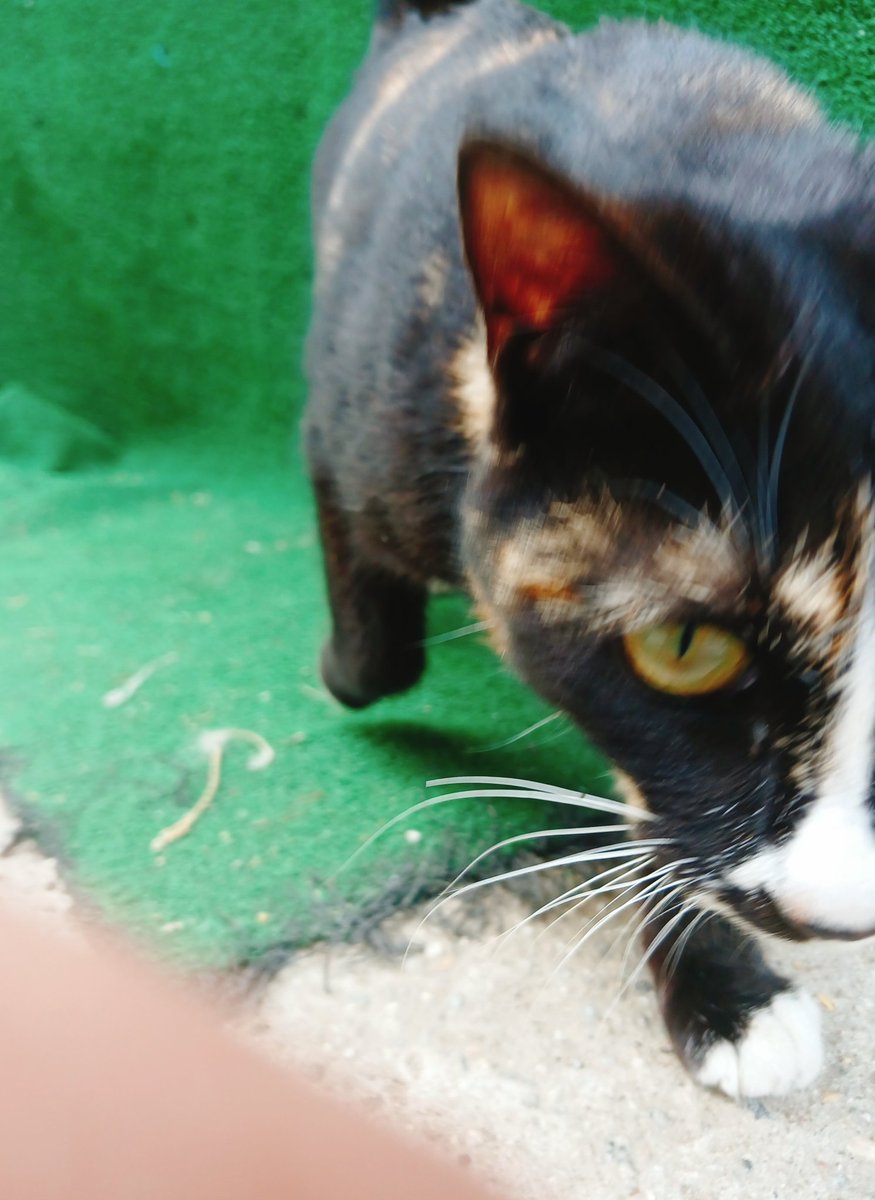 ran into a little friend while stepping out for lunch