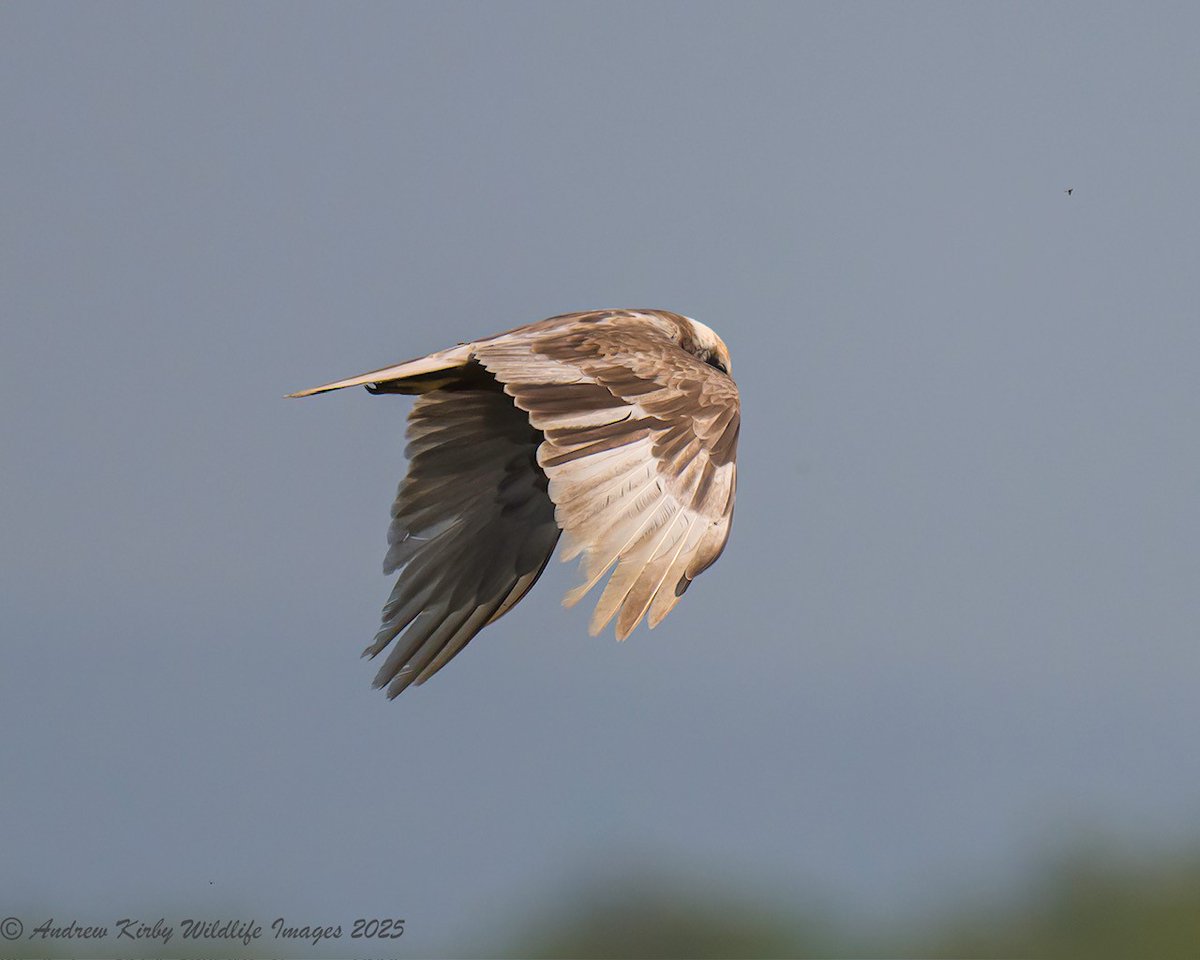 "One way or another, I'm gonna find ya" 🎶

📸 A big thank you to Andrew Kirby for these fabulous action shots of 'Blondie', the pale-coloured marsh harrier that fledged from Westhay last year, who has since been causing quite the commotion at Catcott.