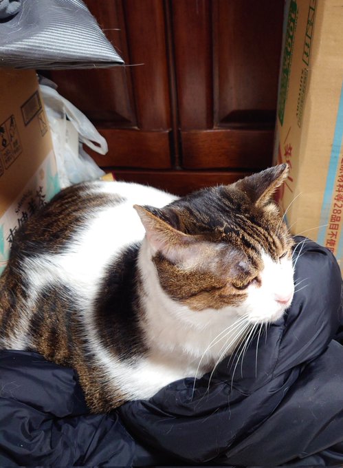 最近のお気に入りの場所
だいたい服の上 