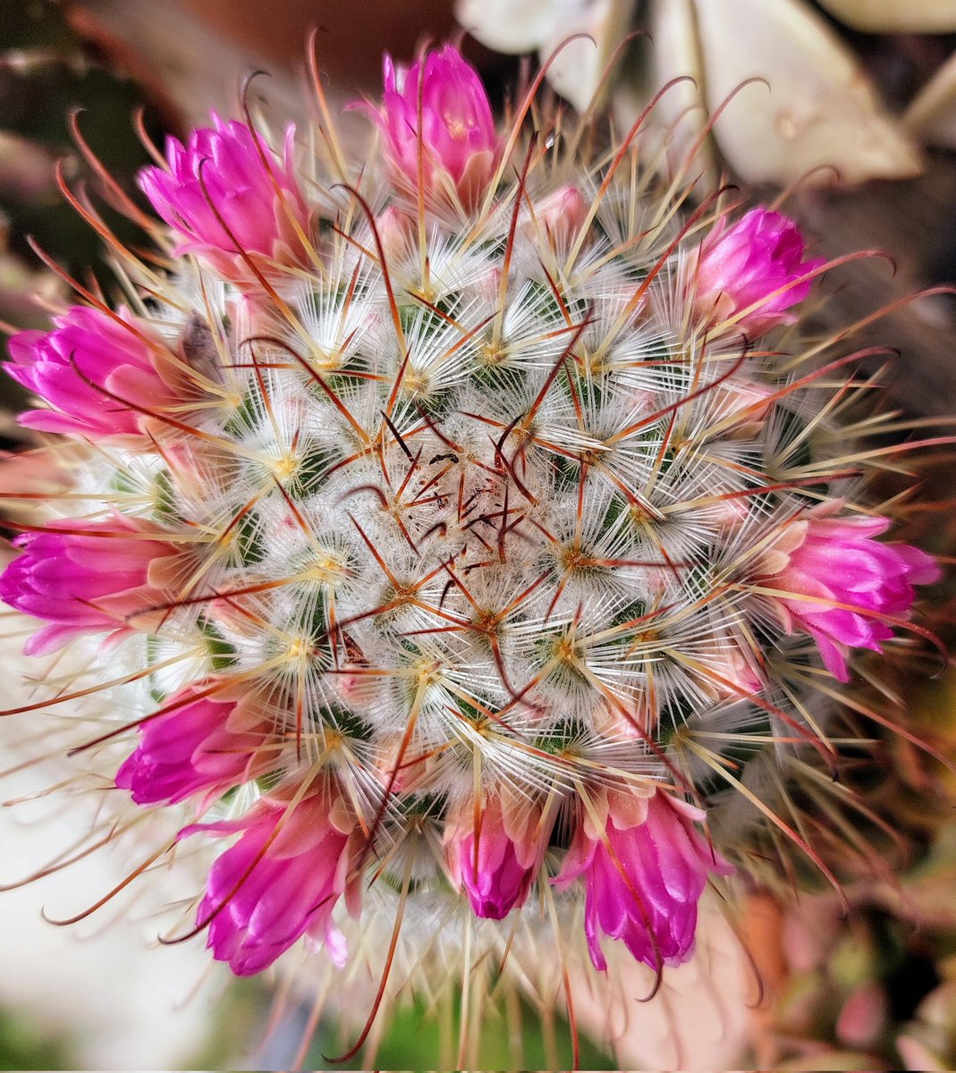 #GiardiniCarsolini NOW

Buona settimana friends!!!

<a href="/DiscoverTrieste/">Discover Trieste</a> <a href="/ElisaCuccolo/">ElisaCuccolo 🌹🌊💞🎶📚🐾</a> <a href="/elisadallarche/">Elisa Dall'Arche</a> <a href="/EmanuelaCaccia7/">Emanuela Cacciatori</a> <a href="/EmilianoVerga/">Emiliano Verga</a> <a href="/CiriSince1978/">Giuseppe</a>