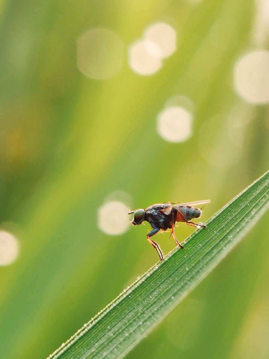 Telemacro 
Shoton <a href="/nothing/">Nothing</a> 3a Pro