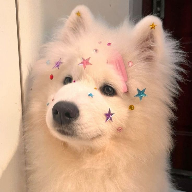 양아치 (@ejdejddl4) on Twitter photo 