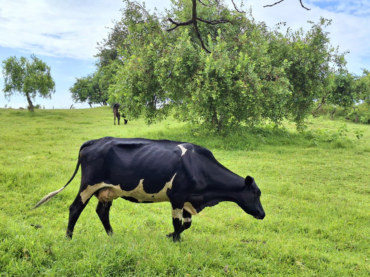 Katusiime Pretty Susan (@katusimesuzan) on Twitter photo Checked on these beautiful animals this morning, nizitsa embabazi.
<a href="/onfrica1998/">cattle Island ππ―</a>, give me a cow
<a href="/Novine_Farm/">Novine Farm π§βπΎ</a>, give me a cow
<a href="/iantibs256/">YOUNG FARMER</a>, give me a cow, please.
#Youthforprogress. Checked on these beautiful animals this morning, nizitsa embabazi.
<a href="/onfrica1998/">cattle Island ππ―</a>, give me a cow
<a href="/Novine_Farm/">Novine Farm π§βπΎ</a>, give me a cow
<a href="/iantibs256/">YOUNG FARMER</a>, give me a cow, please.
#Youthforprogress.