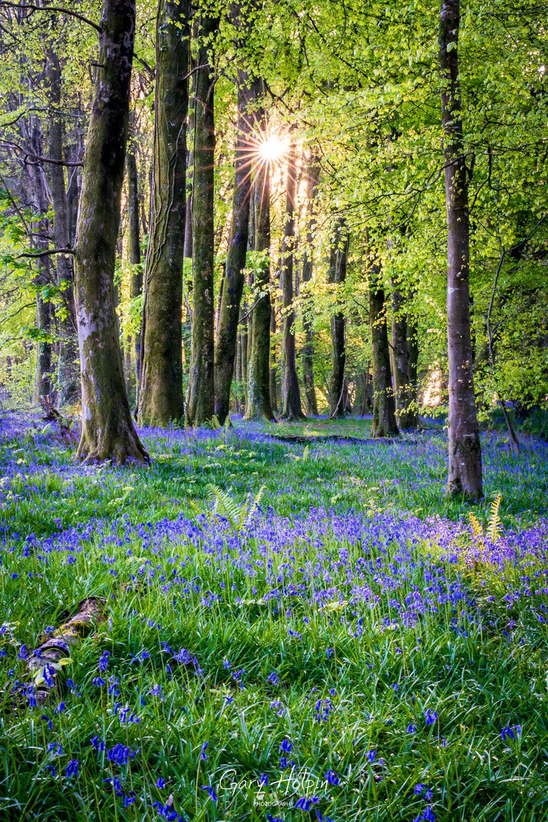 Good morning 🙂
Next on 'Blossom &amp; bluebells' week is a Dorset bluebell woodland as a spring sun rises through the trees...

#Dorset #Bluebells
