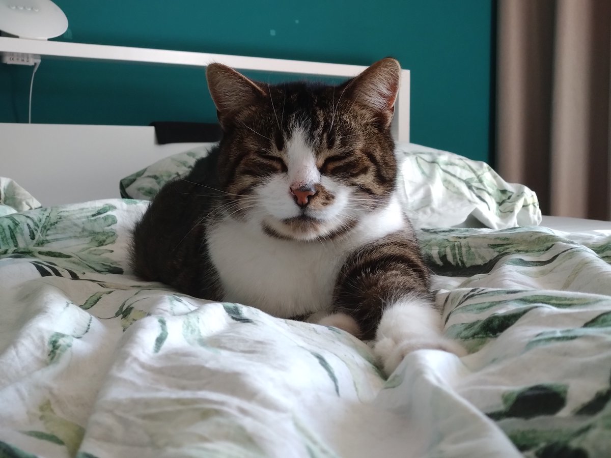 GoudenMandKat's tweet image. Tommy, is een vriendelijke en aanhankelijke kater van 13 jaar. Wie geeft hem een rustig huisje?
goudenmandkat.nl/product/tommy/
E-mail: goudenmandkat@gmail.com
Locatie: Breda, Nederland
#kat #katten