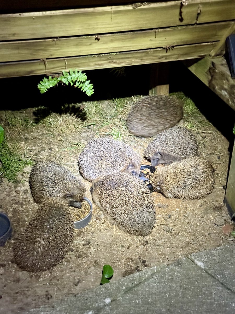 UnsinkbarZwei's tweet image. Gestern Nacht waren sieben Igel gleichzeitig an der Futterstelle. 😍😀😊😎