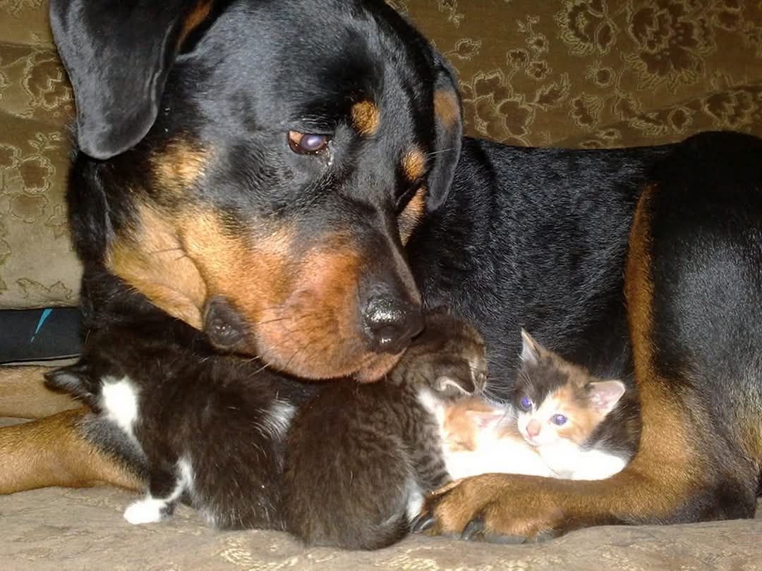 Про собачьих «яжотцов»
У друга два страшенных кобеля: ротвейлер и стафф. Злобные, как черти, но дрессированы идеально. От греха подальше он гуляет, когда других собак рядом нет, чтоб не провоцировать. И вот встретились, стоим курим. А эти два чудака вместо прогулки домой просятся