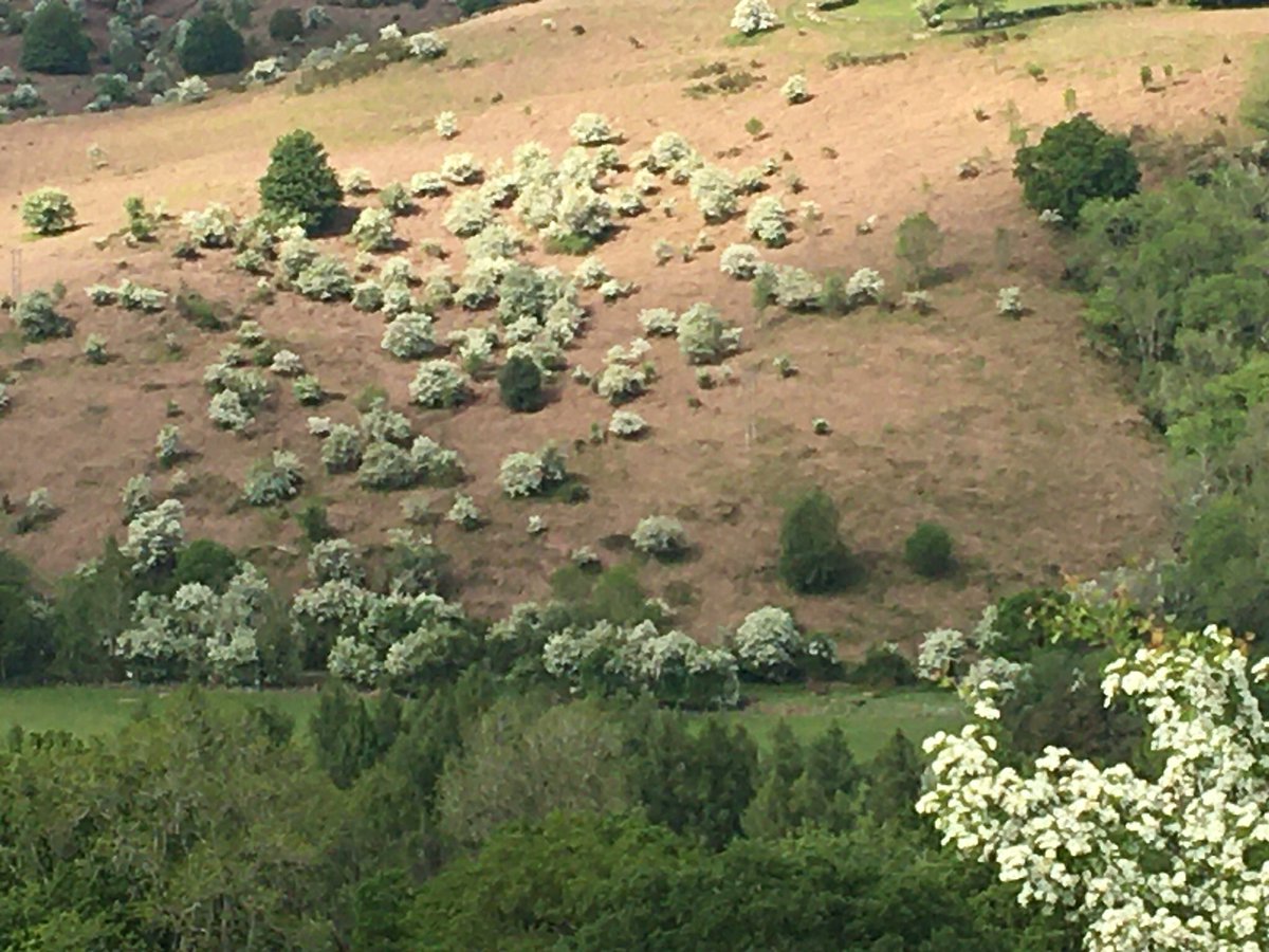 Sarah Shuffell 🐑🐑🐏 🏴󠁧󠁢󠁷󠁬󠁳󠁿 tweet media