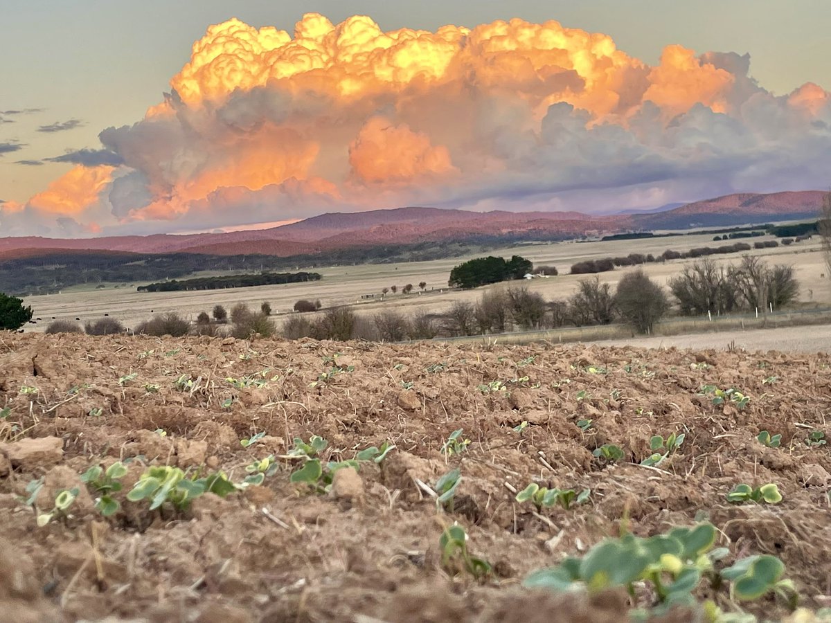 JessHyles's tweet image. Amazing Autumn sky @Sharrowpastoral this evening #canola #sharrowpastoral 🌱