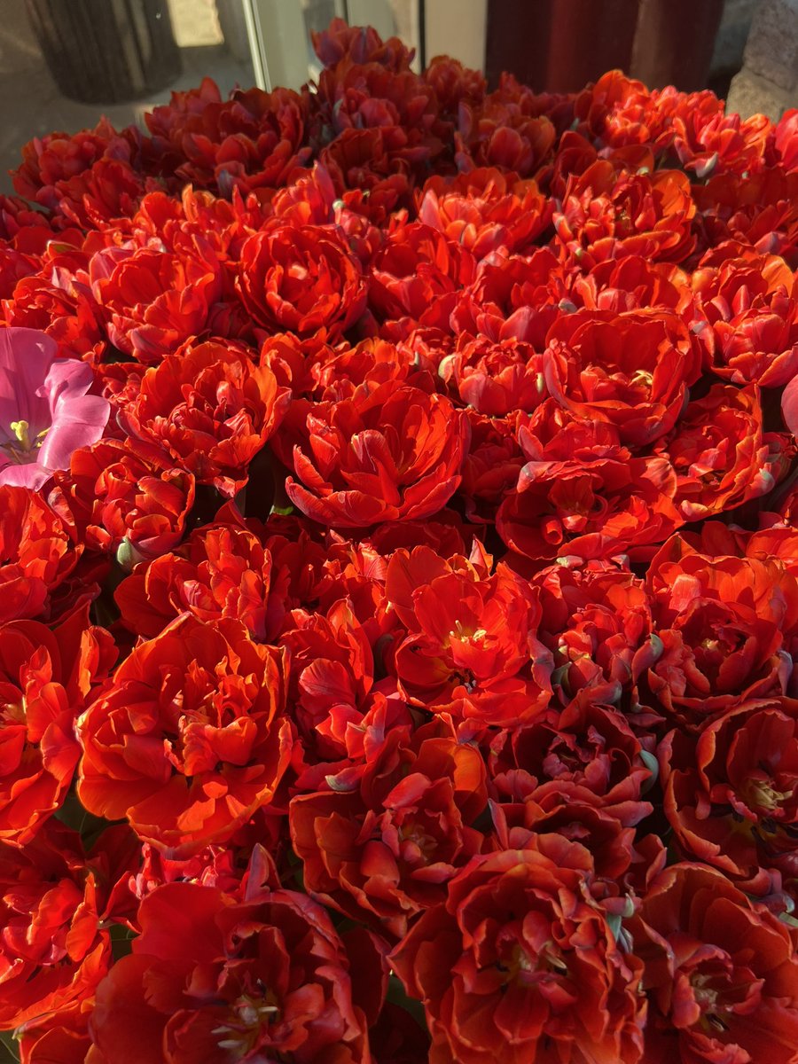 Sabrina Syed tweet media