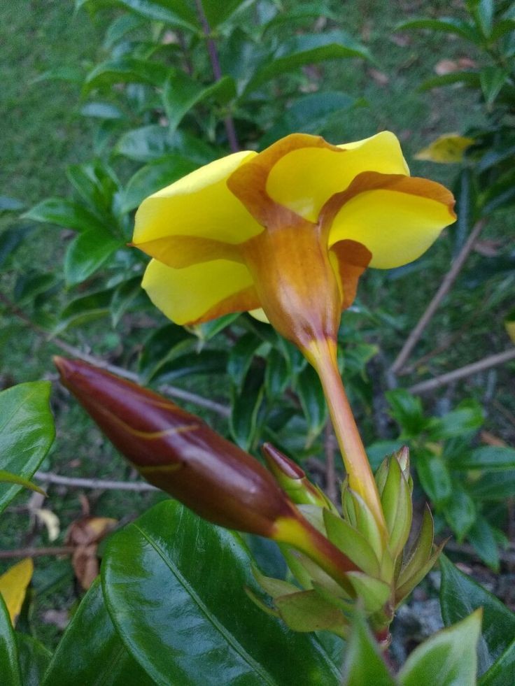 কৰবী 💛💚