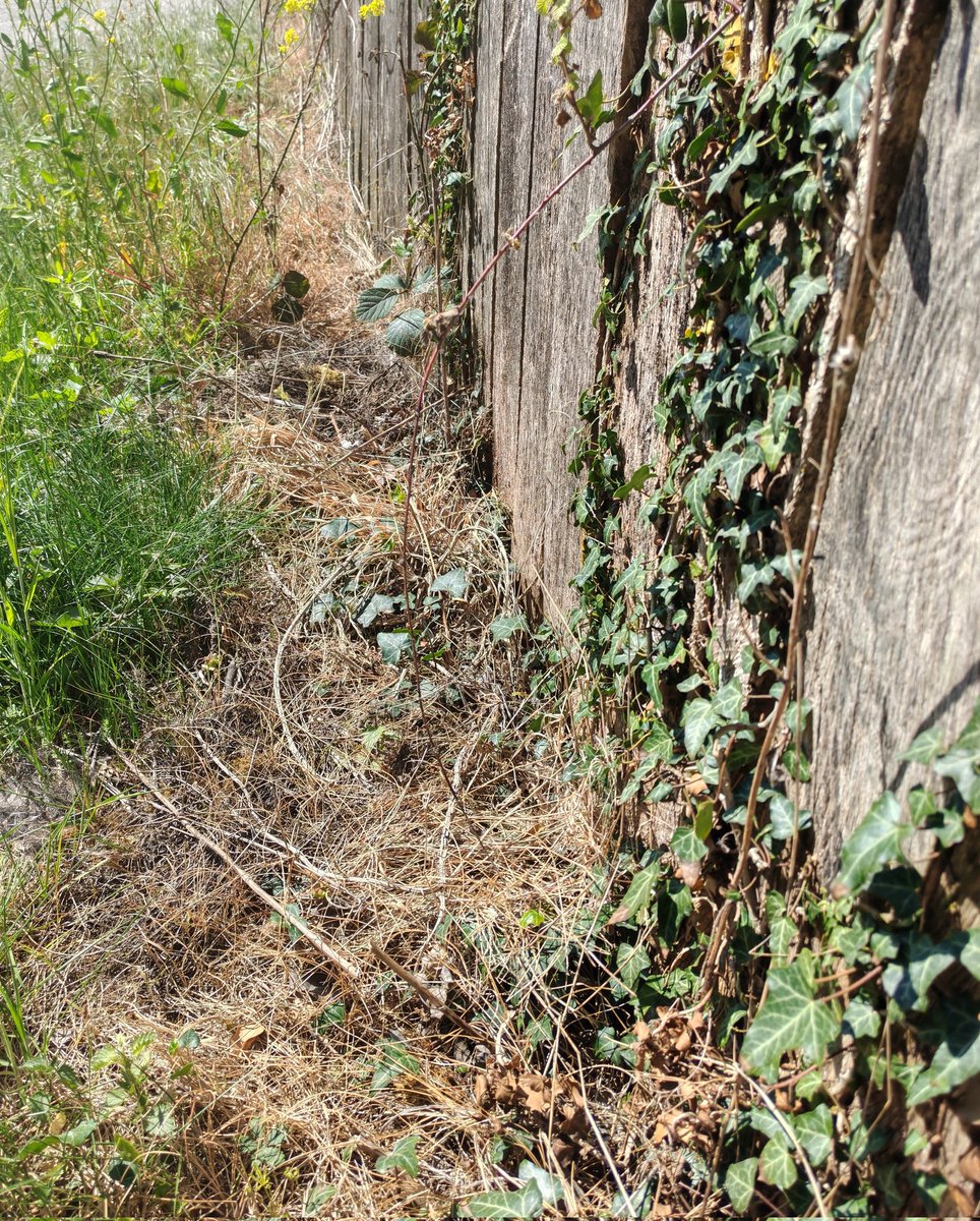 Urban Rewilding 🦊 River Len Maidstone (@urewilding) on Twitter photo Land at #HS1 footbridge on the edge of Boxley Warren Nature Reserve (part of a SSSI / SAC), liberally doused with glyphosate by contractors. This location usually teems with Small Blue butterflies at this time of year.😭 <a href="/PAN_UK/">PAN UK</a> <a href="/savebutterflies/">Butterfly Conservation 🦋</a> <a href="/Buzz_dont_tweet/">Buglife</a> <a href="/NESussexandKent/">Natural England - Sussex and Kent Team</a> Land at #HS1 footbridge on the edge of Boxley Warren Nature Reserve (part of a SSSI / SAC), liberally doused with glyphosate by contractors. This location usually teems with Small Blue butterflies at this time of year.😭 <a href="/PAN_UK/">PAN UK</a> <a href="/savebutterflies/">Butterfly Conservation 🦋</a> <a href="/Buzz_dont_tweet/">Buglife</a> <a href="/NESussexandKent/">Natural England - Sussex and Kent Team</a>