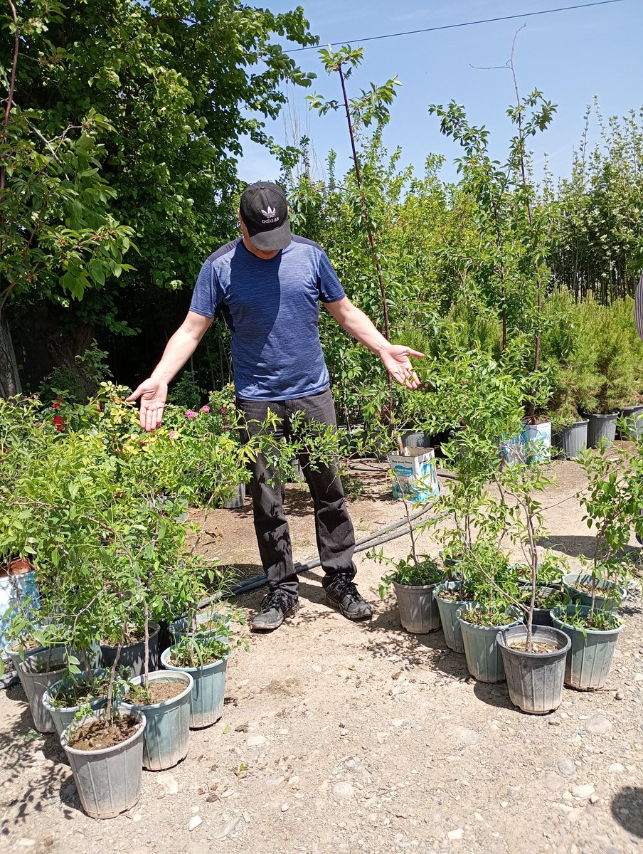 Week 6 done 
I promised to plant 20 ,#olive trees, they weren’t available, I planted 20 #jujube trees instead!  These beautiful trees are now taking root, ready to bear fruit and breathe new life into nature. 
Thank you all for your amazing #support. Let’s keep working together.
