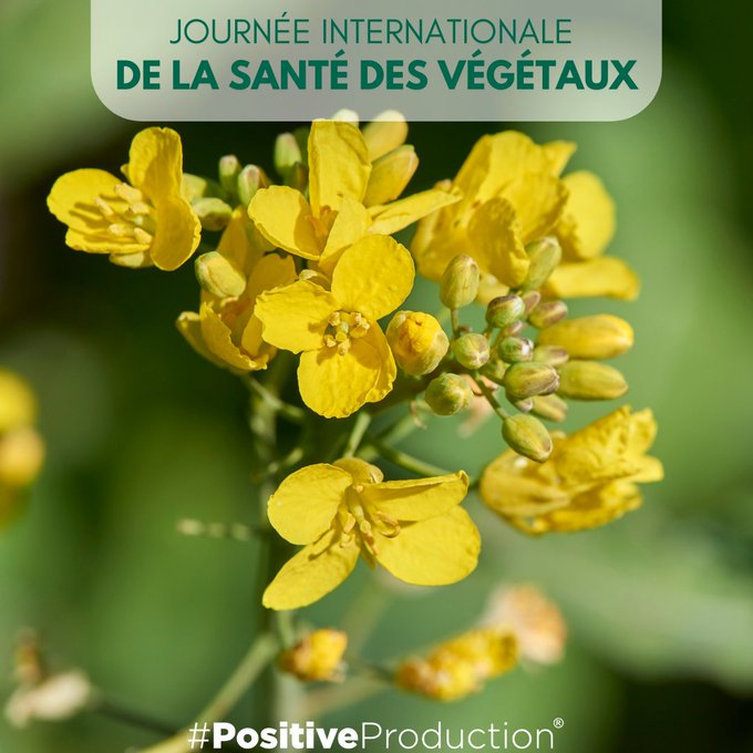 🌿🌎 [ Journée internationale de la santé des végétaux ]
Chez DE SANGOSSE, nous sommes convaincus que la santé des cultures, c’est aussi la santé des sols, des écosystèmes et des générations futures.
Notre engagement ? 🌾 Des solutions durables, sûres pour l’utilisateur et