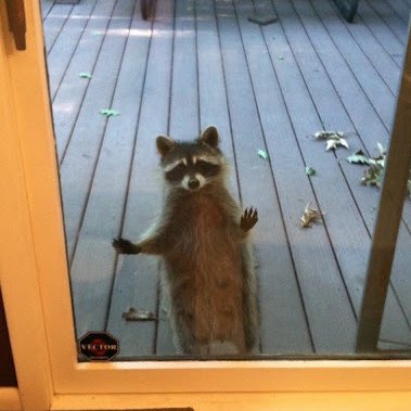raccoonorpuppy's tweet photo. 아웃갸 https://t.co/2riTyetwVU
