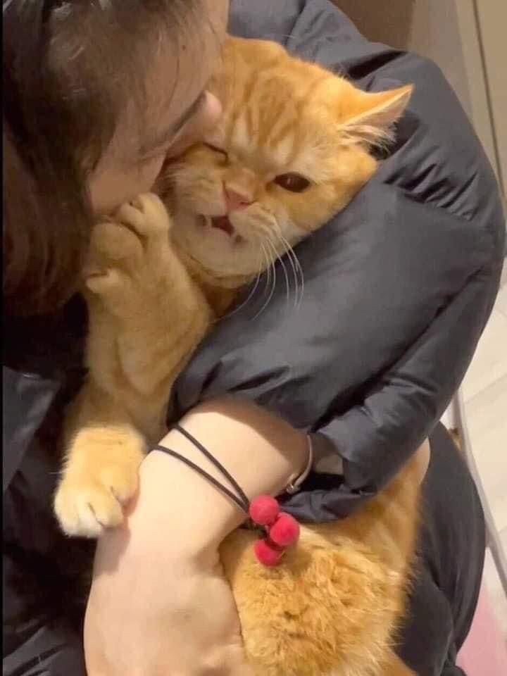 No Context Cats tweet media