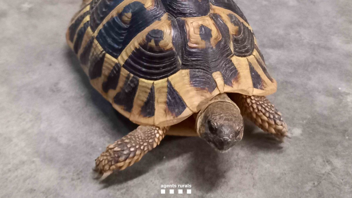 📅 Durant el mes d'abril hem fet més de 780 recollides de fauna salvatge, entre les quals aquesta tortuga.

➡️ Traslladem els animals a #CentresdeFauna <a href="/transicioeco/">Transició Ecològica</a> o els alliberem al medi natural.

✅ Protegim el medi natural!